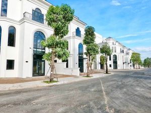 Cây Xoài Trồng Sân Vườn