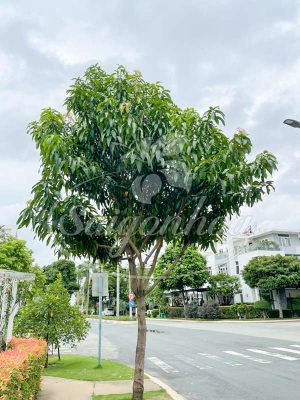 Cây Xoài Trồng Sân Vườn