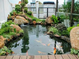 Thiết kế hồ cá Koi