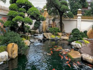 Thiết kế hồ cá Koi