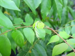 Cây Khế Trồng Sân Vườn