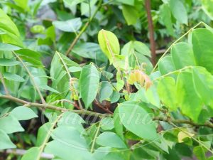 Cây Khế Trồng Sân Vườn