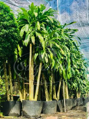 BIG SALE CÂY CÔNG TRÌNH BÙNG NỔ TẠI SÀI GÒN HOA