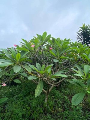 BIG SALE CÂY CÔNG TRÌNH BÙNG NỔ TẠI SÀI GÒN HOA