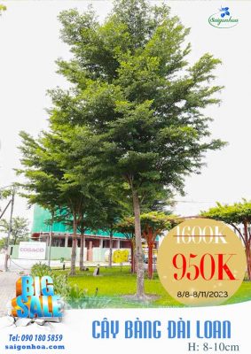 BIG SALE CÂY CÔNG TRÌNH BÙNG NỔ TẠI SÀI GÒN HOA