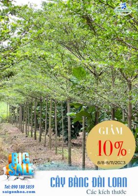 BIG SALE CÂY CÔNG TRÌNH BÙNG NỔ TẠI SÀI GÒN HOA