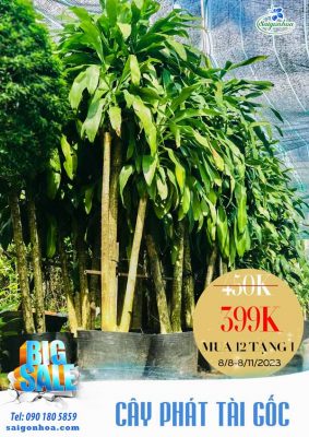 BIG SALE CÂY CÔNG TRÌNH BÙNG NỔ TẠI SÀI GÒN HOA