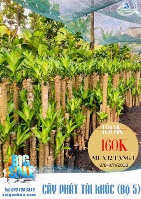 BIG SALE CÂY CÔNG TRÌNH BÙNG NỔ TẠI SÀI GÒN HOA