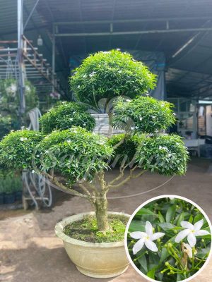 Cây Mai Vạn Phúc Tầng