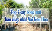 Top 7 Cay Bong Mat Ban Chay