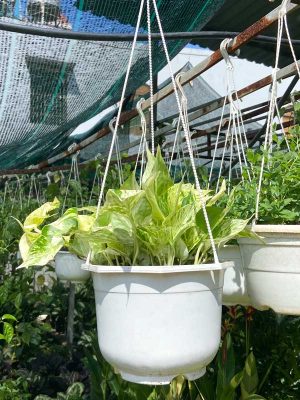 Cây Trầu Bà Sữa Chậu Treo