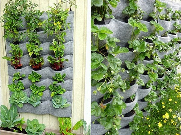 Vườn rau trên tường