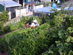 Vườn rau dạng bậc thang