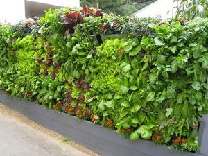 Vườn rau trên tường