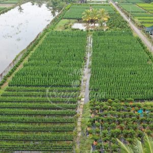 Cây Tùng Búp-Cây Tùng Bút-Cây Thông Noel