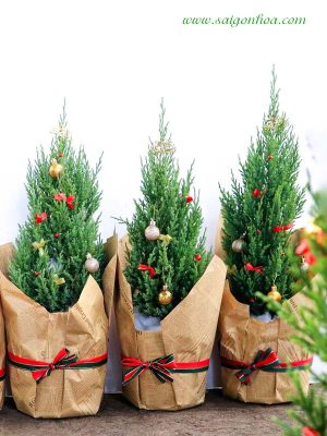 Cây Sơn Tùng Trang Trí Noel