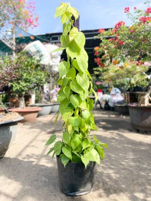 Trầu Bà leo cột