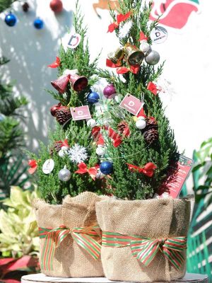 Cây Tùng Búp-Cây Tùng Bút-Cây Thông Noel