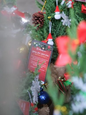 Cây Tùng Búp-Cây Tùng Bút-Cây Thông Noel