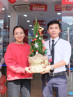 Cây Tùng Búp-Cây Tùng Bút-Cây Thông Noel