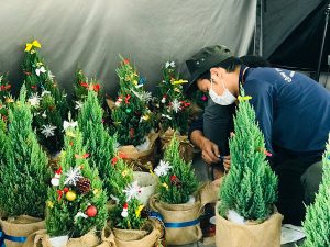 Cây Tùng Búp-Cây Tùng Bút-Cây Thông Noel