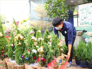 Cây Tùng Búp-Cây Tùng Bút-Cây Thông Noel