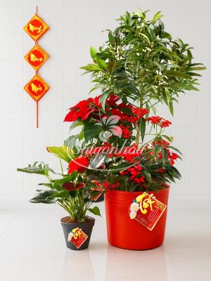 Combo Hoa Tết Khai Xuân Đón Lộc