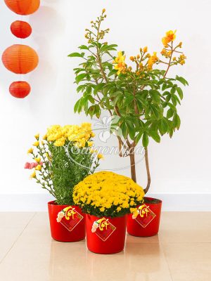 Combo Hoa Tết Lộc Vàng May Mắn