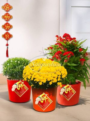 Combo Hoa Tết Lộc Xuân Sum Vầy