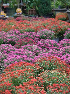 Hoa Mâm Xôi Hàn Quốc