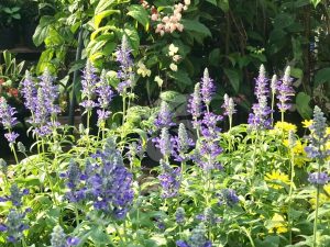 Bảng giá hoa cảnh tết Giáp Thìn 2024