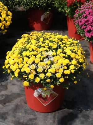 Hoa Cúc Mâm Xôi Vàng Hàn Quốc