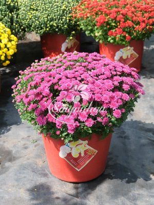 Hoa Cúc Mâm Xôi Hàn Quốc