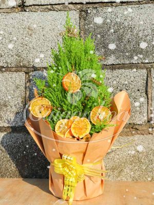 Cây Tùng Thơm Noel Trang Trí Vỏ Cam