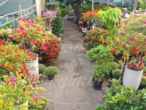 Bảng giá hoa cảnh tết Giáp Thìn 2024