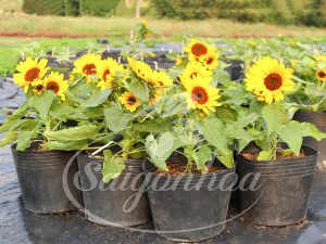 Bảng giá hoa cảnh tết Giáp Thìn 2024