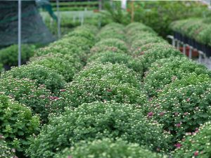 Bảng giá hoa cảnh tết Giáp Thìn 2024