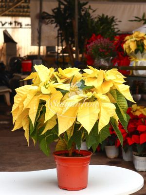 Hoa Trạng Nguyên Vàng