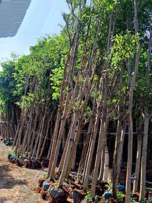 Cùng Sài Gòn Hoa Tậu Cây Bóng Mát-Ưu Đãi Bát Ngát