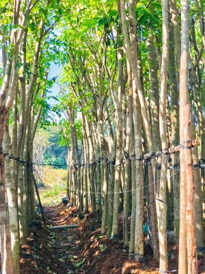 Cùng Sài Gòn Hoa Tậu Cây Bóng Mát-Ưu Đãi Bát Ngát