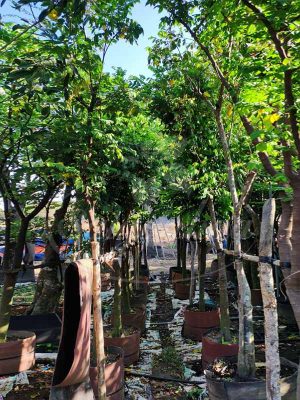 Cây Khế Trồng Sân Vườn