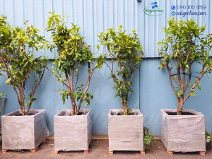 Cùng Sài Gòn Hoa Tậu Cây Bóng Mát-Ưu Đãi Bát Ngát