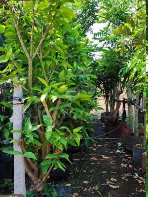 Cùng Sài Gòn Hoa Tậu Cây Bóng Mát-Ưu Đãi Bát Ngát