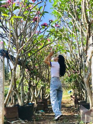 Cùng Sài Gòn Hoa Tậu Cây Bóng Mát-Ưu Đãi Bát Ngát