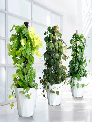 Chậu Trầu Bà Lá Tim Leo Cột