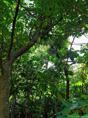 Cùng Sài Gòn Hoa Tậu Cây Bóng Mát-Ưu Đãi Bát Ngát
