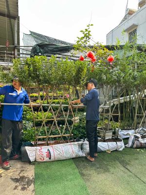 Bộ Tường Cây Huỳnh Liên Cách Điệu