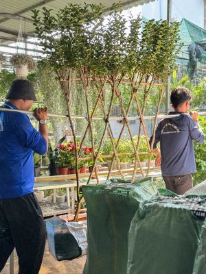 Bộ Tường Cây Huỳnh Liên Cách Điệu