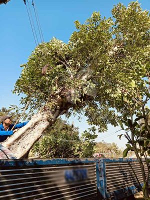 Cùng Sài Gòn Hoa Tậu Cây Bóng Mát-Ưu Đãi Bát Ngát