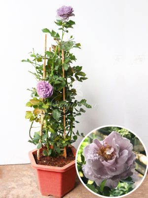 Hoa Hồng Tím Blue Storm